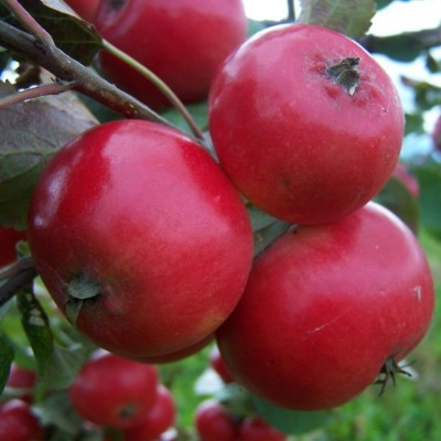 Apple - Discovery
