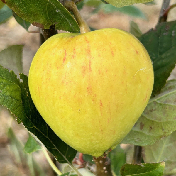 Apple - Dog's Snout