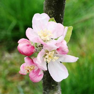 Apple - Early Windsor