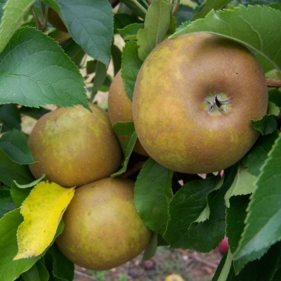 Apple - Egremont Russet