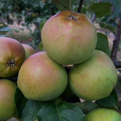 Apple - Etlins Reinette