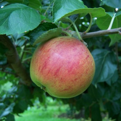 Apple - Forge