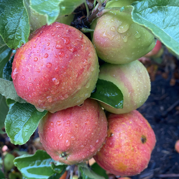 Apple - Forty Shillings