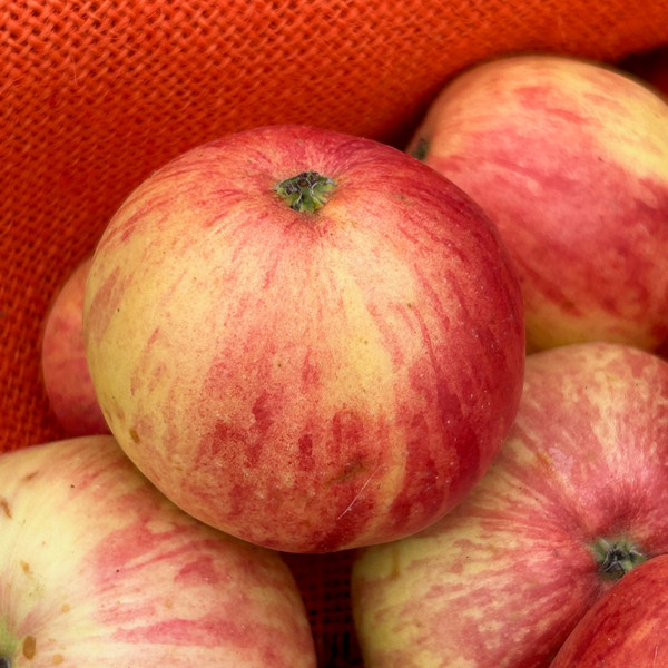 Apple - Foxwhelp