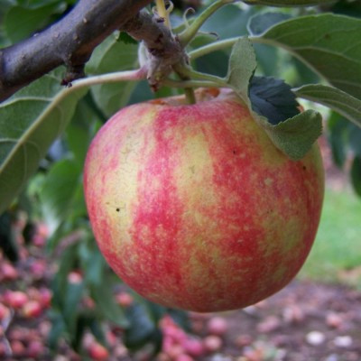 Apple - George Cave