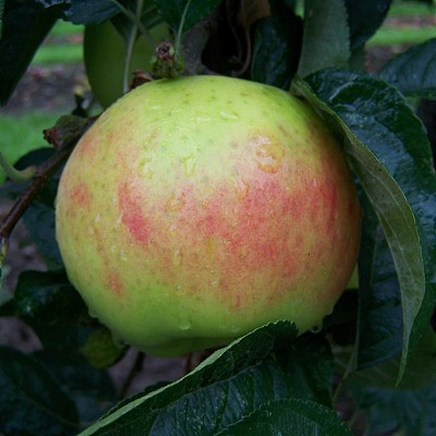 Apple - George Neal