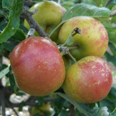 Apple - Golden Nugget