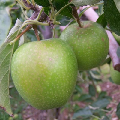 Apple - Granny Smith