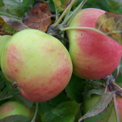 Apple - Hawthornden