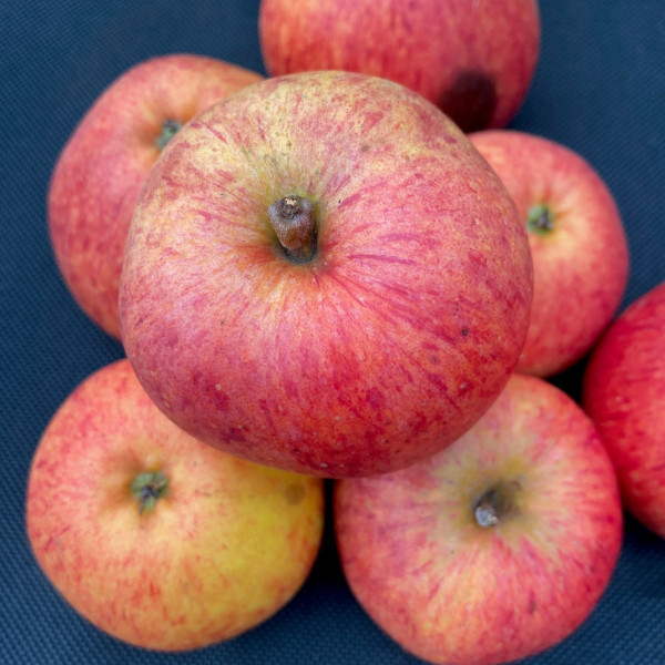 Apple - Helen's Apple