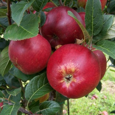 Apple - Herring's Pippin
