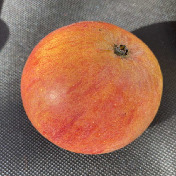 Apple - Hood's Supreme