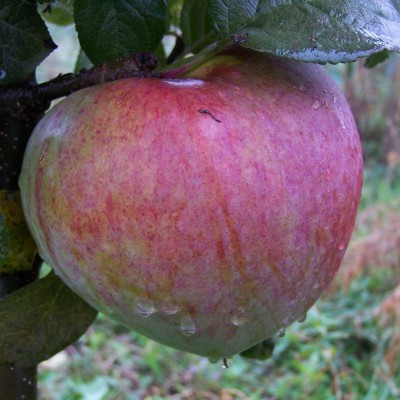 Apple - Howgate Wonder