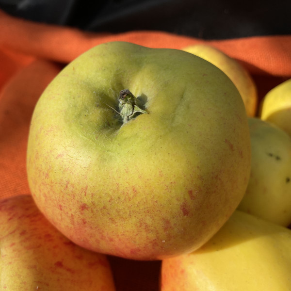 Apple - Hunt House
