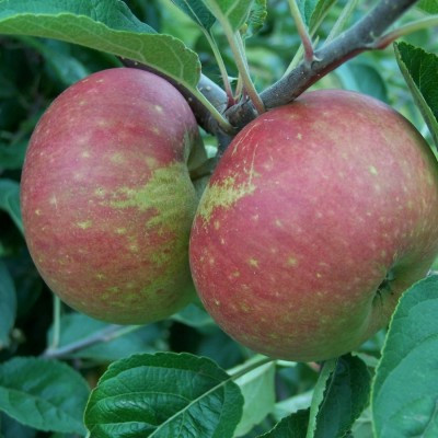 Apple - Ingrid Marie