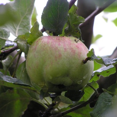 Apple - Isaac Newton's Tree