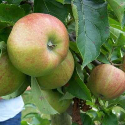 Apple - Jonagored