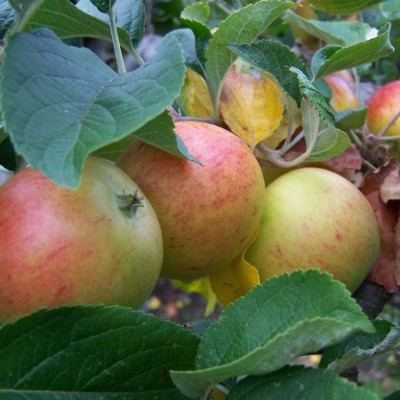 Apple - Kerry Pippin