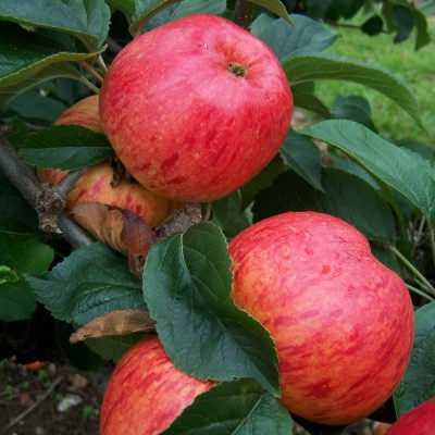 Apple - Lady Sudeley