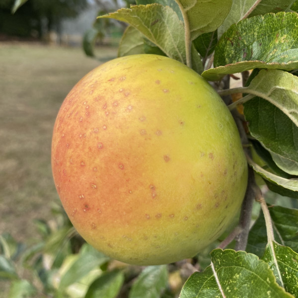 Apple - Liddel's Seedling