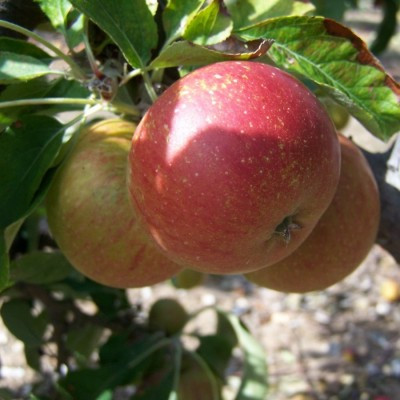 Apple - Margil