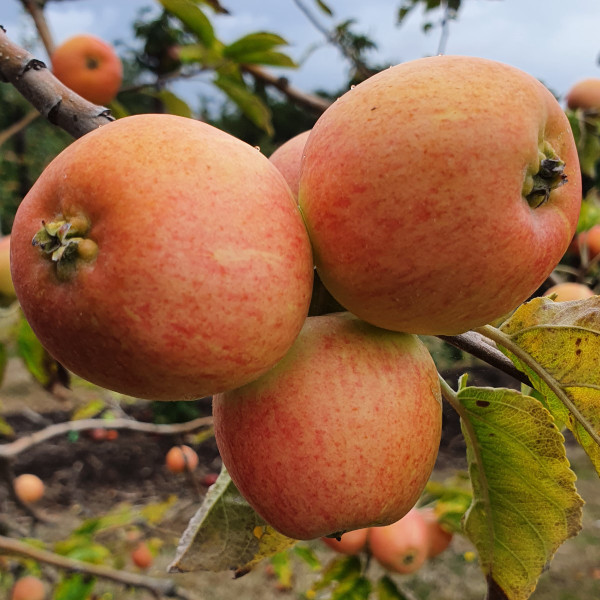 Apple - Merlin's Apple