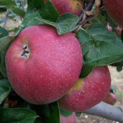 Apple - Mere de Menage