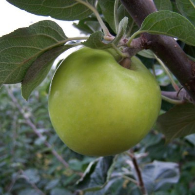 Apple - Morgan Sweet