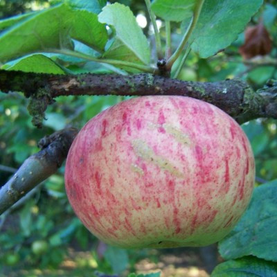 Apple - Queen