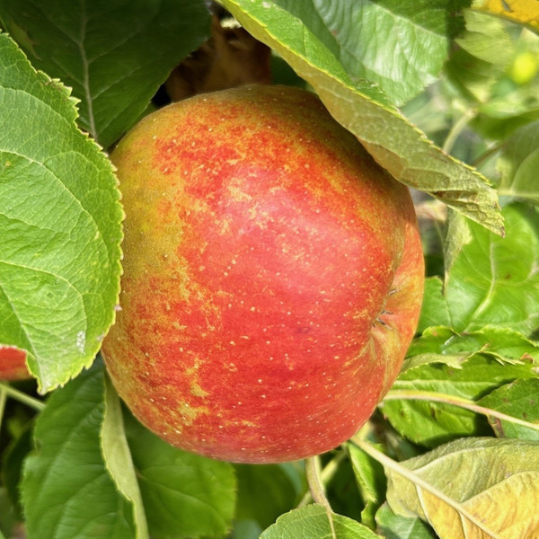 Apple - Red Belle de Boskoop