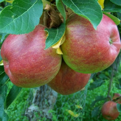 Apple - Red Ellison's