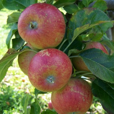 Apple - Red Windsor