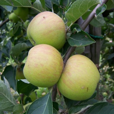 Apple - Ribston Pippin