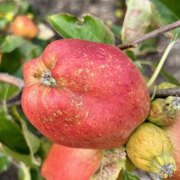 Apple - Smart's Prince Arthur