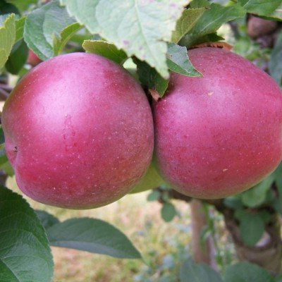 Apple - Spartan