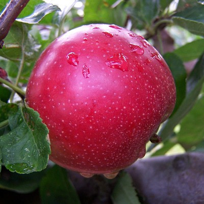 Apple - Summerred
