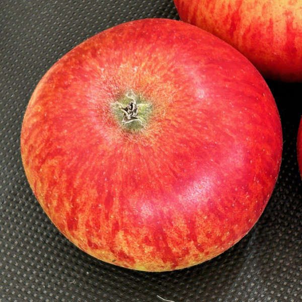 Apple - Thorle Pippin