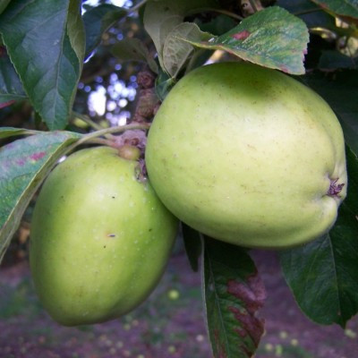 Apple - Tower of Glamis