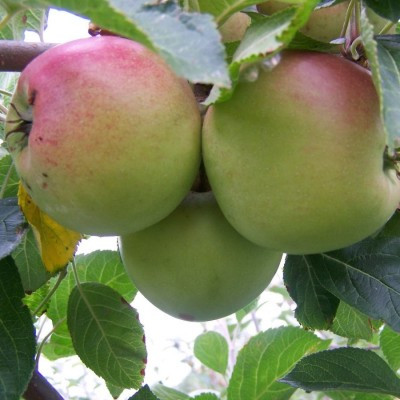 Apple - Tydeman's Late Orange