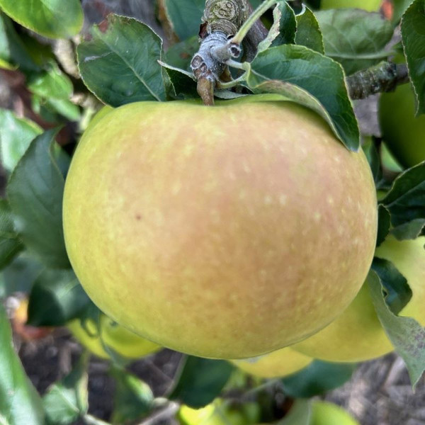 Apple - Warner's King