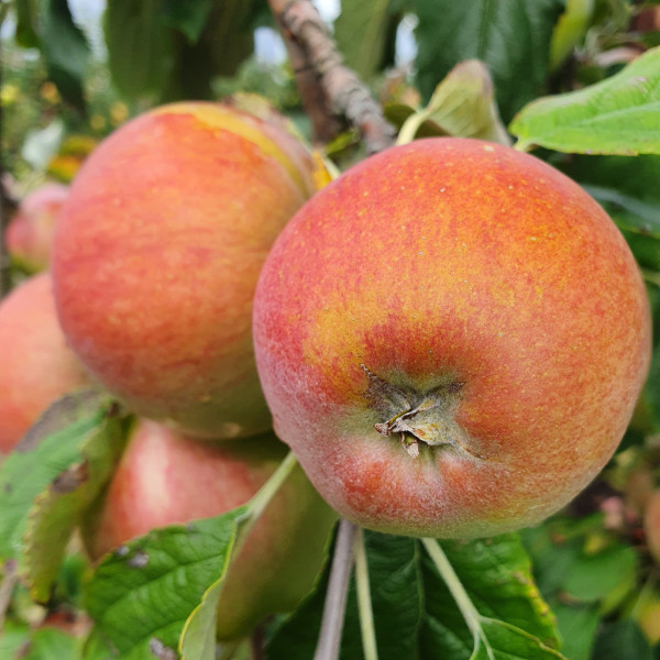 Apple - Weight