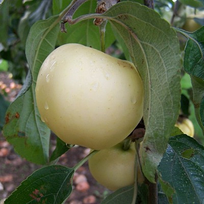 Apple - White Transparent