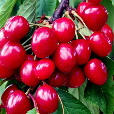 Cherry - Summer Sun