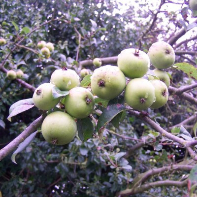 Crab Apple - Native