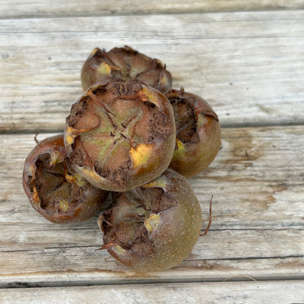Medlar - Bredase Reus