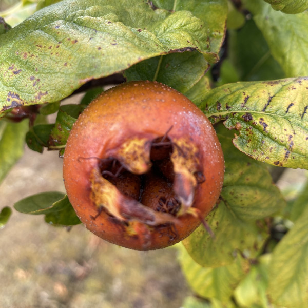 Medlar - Dutch