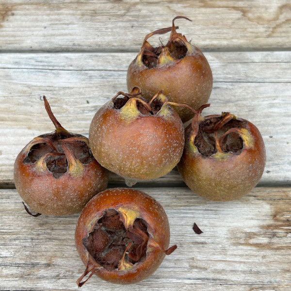 Medlar - Iranian
