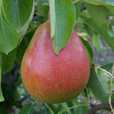 Pear - Beurre Alexandre Lucas