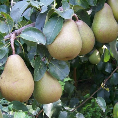 Pear - Beurre Hardy