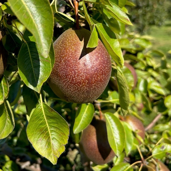 Pear - Black Worcester